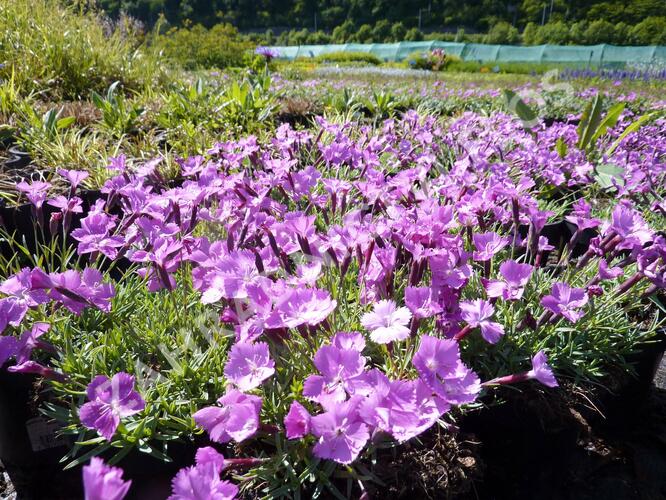 Hvozdík sivý 'La Bourboule' - Dianthus gratianopolitanus 'La Bourboule'