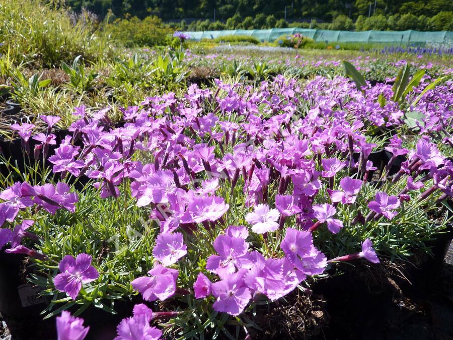 Hvozdík sivý 'La Bourboule' - Dianthus gratianopolitanus 'La Bourboule'