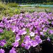 Hvozdík sivý 'La Bourboule' - Dianthus gratianopolitanus 'La Bourboule'