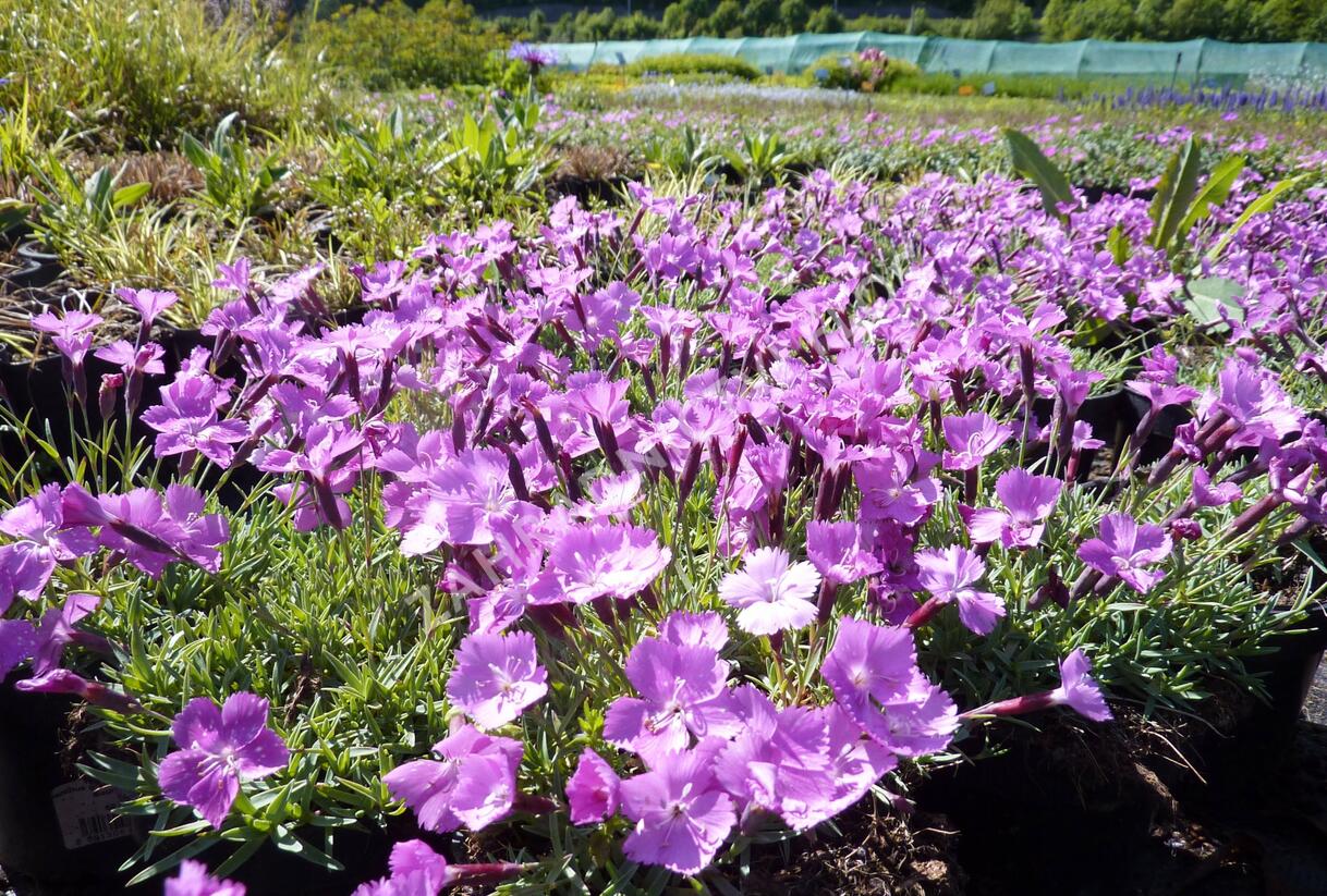 Hvozdík sivý 'La Bourboule' - Dianthus gratianopolitanus 'La Bourboule'