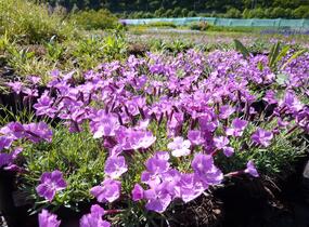 Hvozdík sivý 'La Bourboule' - Dianthus gratianopolitanus 'La Bourboule'