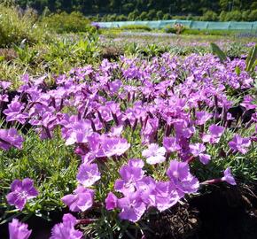 Hvozdík sivý 'La Bourboule' - Dianthus gratianopolitanus 'La Bourboule'