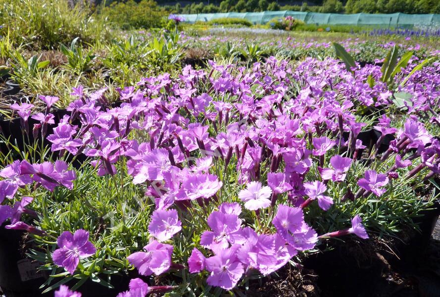 Hvozdík sivý 'La Bourboule' - Dianthus gratianopolitanus 'La Bourboule'