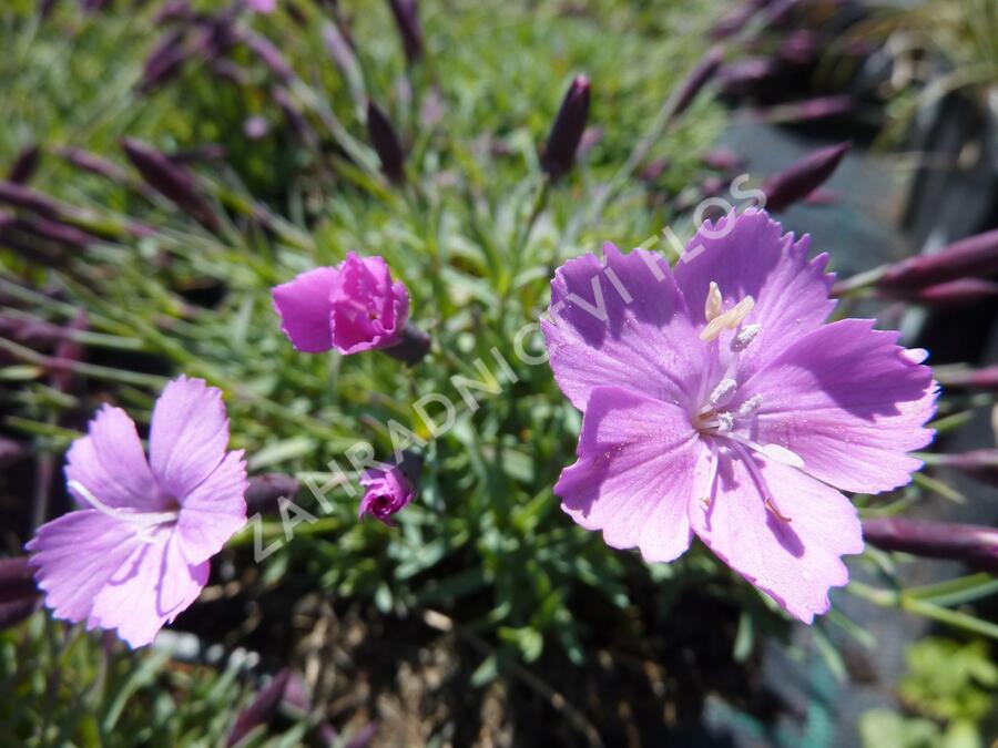 Hvozdík sivý 'La Bourboule' - Dianthus gratianopolitanus 'La Bourboule'