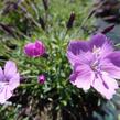 Hvozdík sivý 'La Bourboule' - Dianthus gratianopolitanus 'La Bourboule'