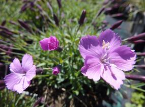 Hvozdík sivý 'La Bourboule' - Dianthus gratianopolitanus 'La Bourboule'