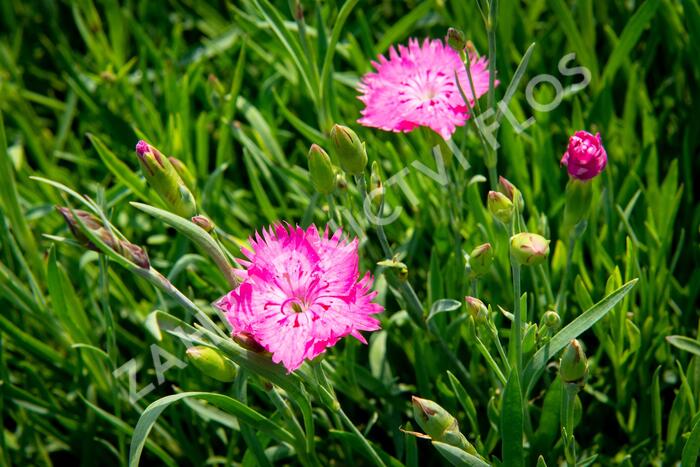 Hvozdík sivý 'Grandiflorus' - Dianthus gratianopolitanus 'Grandiflorus'