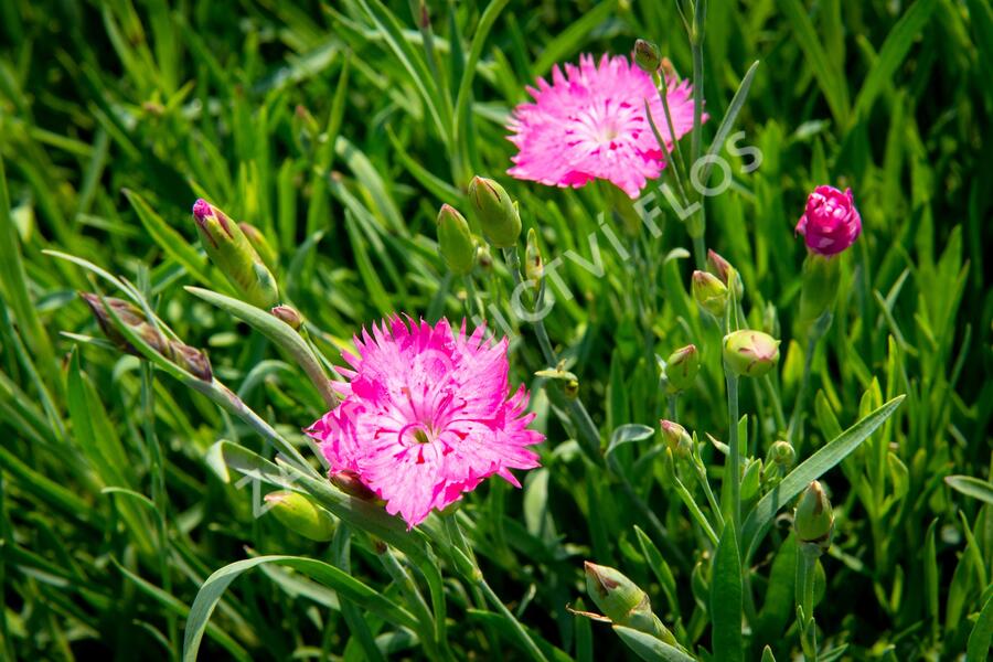 Hvozdík sivý 'Grandiflorus' - Dianthus gratianopolitanus 'Grandiflorus'