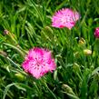 Hvozdík sivý 'Grandiflorus' - Dianthus gratianopolitanus 'Grandiflorus'