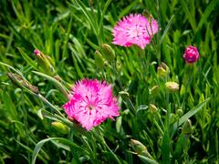 Hvozdík sivý 'Grandiflorus' - Dianthus gratianopolitanus 'Grandiflorus'