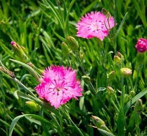 Hvozdík sivý 'Grandiflorus' - Dianthus gratianopolitanus 'Grandiflorus'