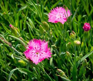 Hvozdík sivý 'Grandiflorus' - Dianthus gratianopolitanus 'Grandiflorus'