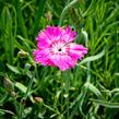 Hvozdík sivý 'Grandiflorus' - Dianthus gratianopolitanus 'Grandiflorus'