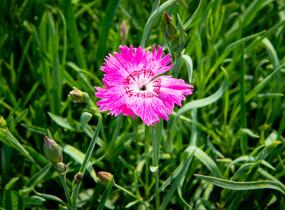 Hvozdík sivý 'Grandiflorus' - Dianthus gratianopolitanus 'Grandiflorus'