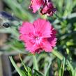 Hvozdík sivý 'Grandiflorus' - Dianthus gratianopolitanus 'Grandiflorus'