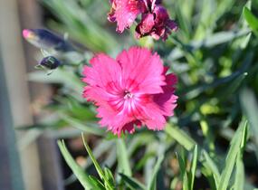 Hvozdík sivý 'Grandiflorus' - Dianthus gratianopolitanus 'Grandiflorus'