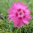 Hvozdík sivý 'Grandiflorus' - Dianthus gratianopolitanus 'Grandiflorus'