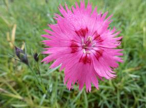 Hvozdík sivý 'Grandiflorus' - Dianthus gratianopolitanus 'Grandiflorus'
