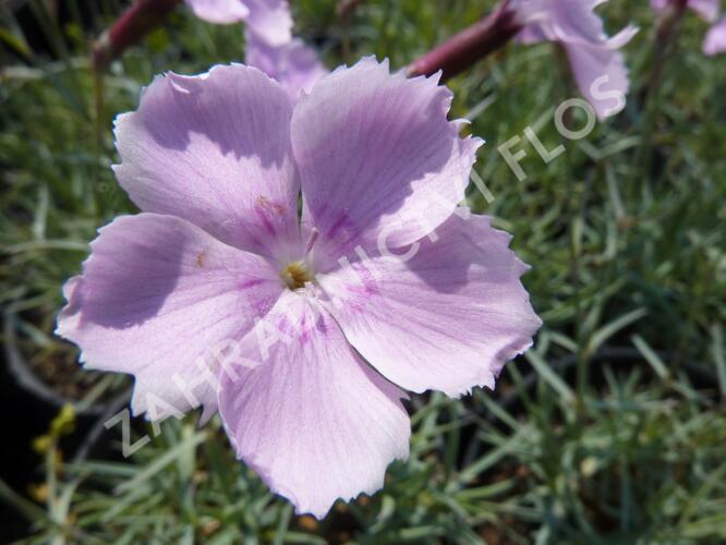 Hvozdík sivý 'Asnelliken' - Dianthus gratianopolitanus 'Asnelliken'