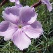 Hvozdík sivý 'Asnelliken' - Dianthus gratianopolitanus 'Asnelliken'