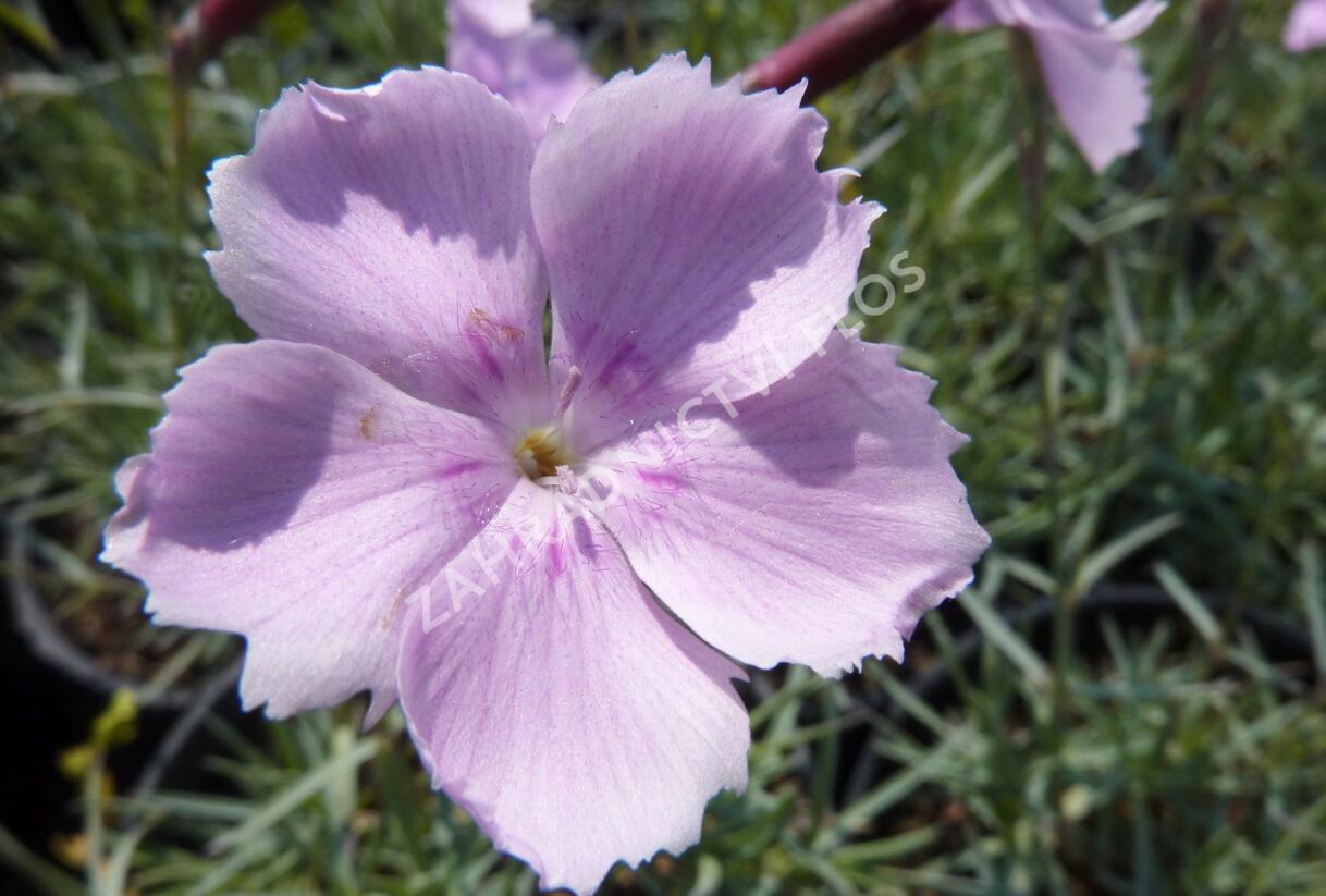 Hvozdík sivý 'Asnelliken' - Dianthus gratianopolitanus 'Asnelliken'