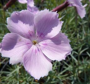 Hvozdík sivý 'Asnelliken' - Dianthus gratianopolitanus 'Asnelliken'