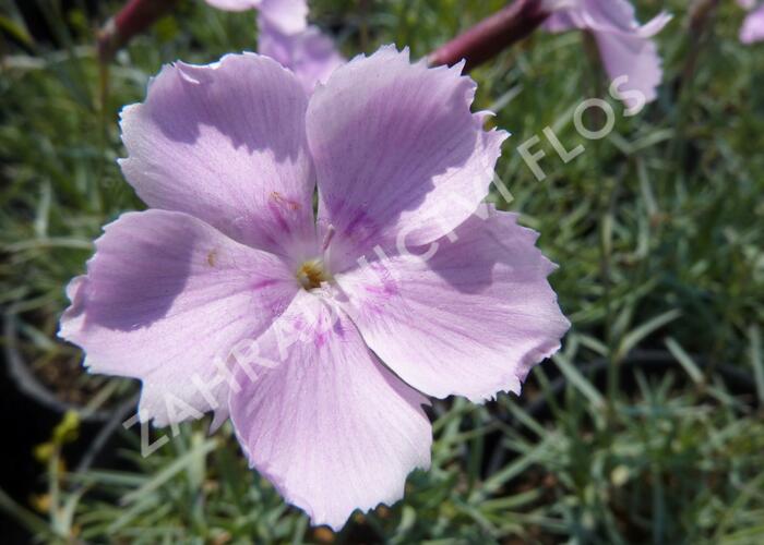 Hvozdík sivý 'Asnelliken' - Dianthus gratianopolitanus 'Asnelliken'
