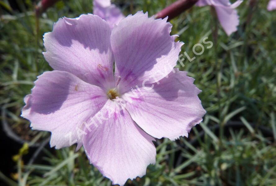 Hvozdík sivý 'Asnelliken' - Dianthus gratianopolitanus 'Asnelliken'