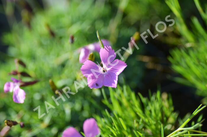 Hvozdík 'Flos' - Dianthus 'Flos'