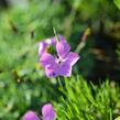 Hvozdík 'Flos' - Dianthus 'Flos'