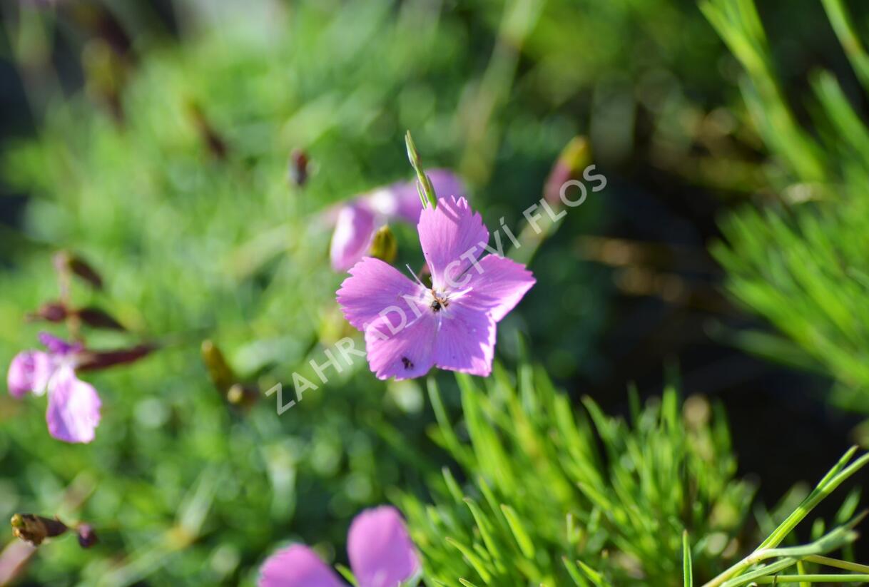 Hvozdík 'Flos' - Dianthus 'Flos'
