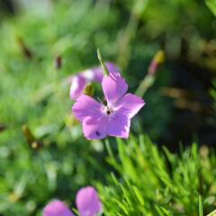 Hvozdík 'Flos' - Dianthus 'Flos'