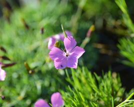 Hvozdík 'Flos'