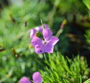 Hvozdík 'Flos' - Dianthus 'Flos'