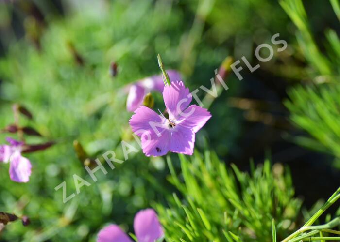 Hvozdík 'Flos' - Dianthus 'Flos'