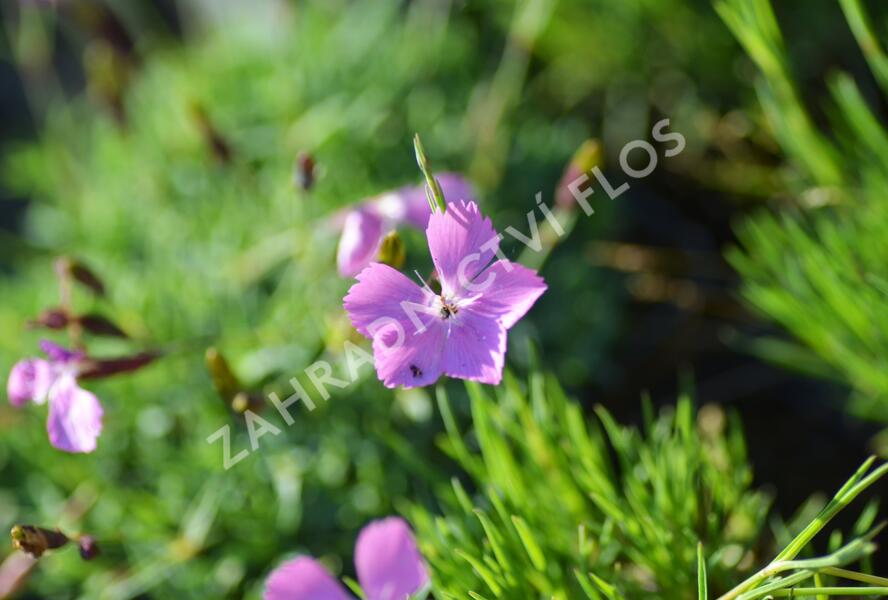 Hvozdík 'Flos' - Dianthus 'Flos'