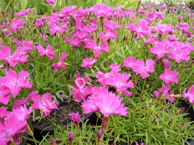 Hvozdík karafiát 'Kahori' - Dianthus caryophyllus 'Kahori'