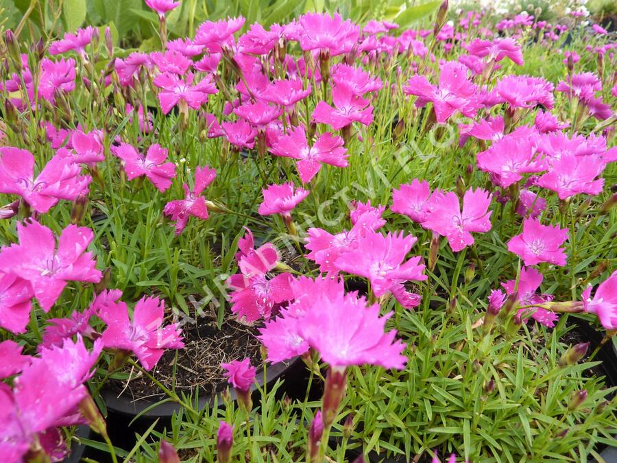 Hvozdík karafiát 'Kahori' - Dianthus caryophyllus 'Kahori'