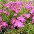 Hvozdík karafiát 'Kahori' - Dianthus caryophyllus 'Kahori'