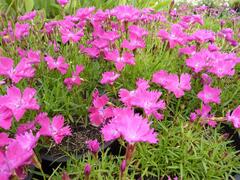 Hvozdík karafiát 'Kahori' - Dianthus caryophyllus 'Kahori'