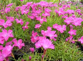 Hvozdík karafiát 'Kahori' - Dianthus caryophyllus 'Kahori'