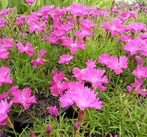 Hvozdík karafiát 'Kahori' - Dianthus caryophyllus 'Kahori'