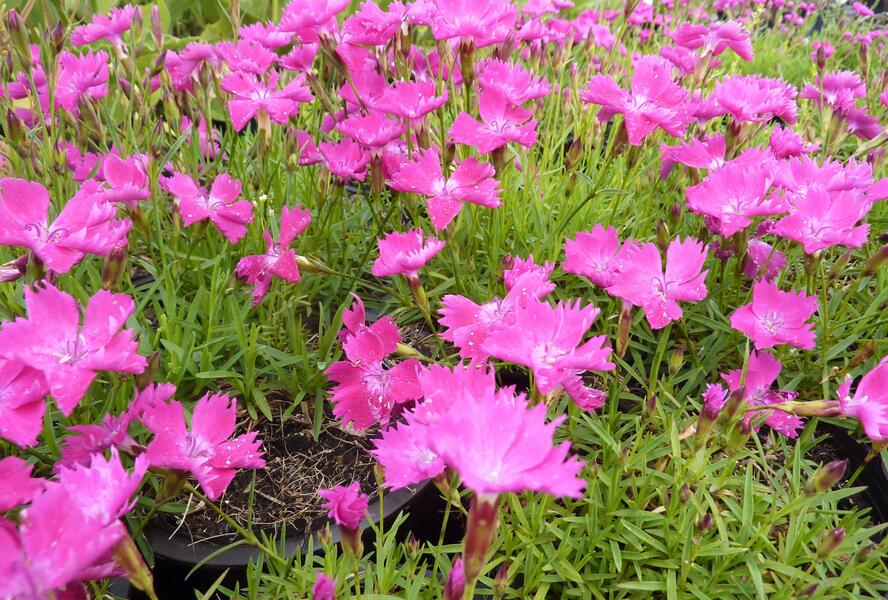Hvozdík karafiát 'Kahori' - Dianthus caryophyllus 'Kahori'