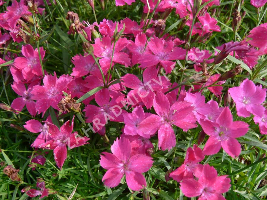 Hvozdík karafiát 'Kahori' - Dianthus caryophyllus 'Kahori'