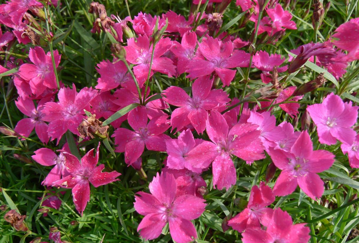 Hvozdík karafiát 'Kahori' - Dianthus caryophyllus 'Kahori'