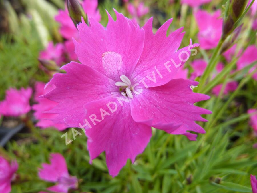 Hvozdík karafiát 'Kahori' - Dianthus caryophyllus 'Kahori'