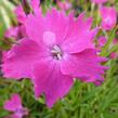 Hvozdík karafiát 'Kahori' - Dianthus caryophyllus 'Kahori'