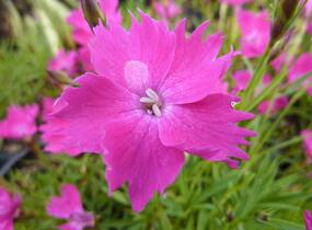 Hvozdík karafiát 'Kahori' - Dianthus caryophyllus 'Kahori'