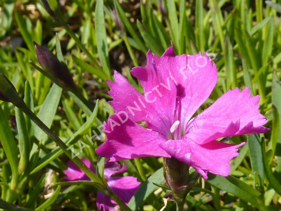 Hvozdík karafiát 'Kahori' - Dianthus caryophyllus 'Kahori'