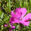 Hvozdík karafiát 'Kahori' - Dianthus caryophyllus 'Kahori'